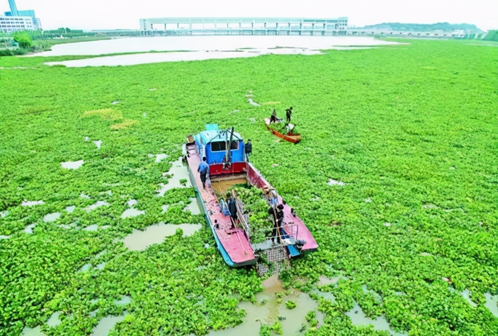 曾經在中國泛濫成災的水葫蘆,現在怎麽都不見了?它是怎麽消失的？