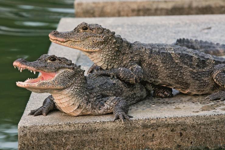 鳄鱼的尾巴又大又长,完成交配难度高_食肉鱼类_西南渔业网 水产养殖