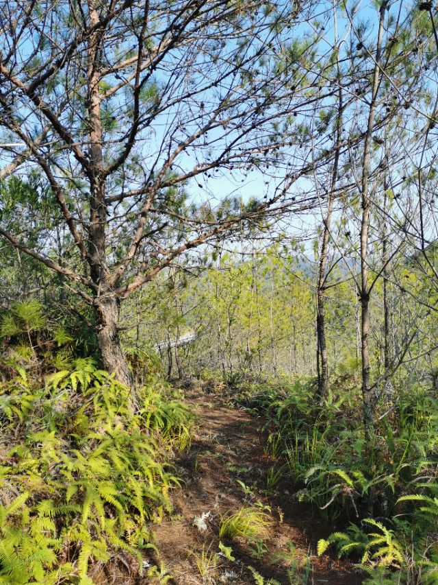 这个难忘的新年，我在客都梅州度过