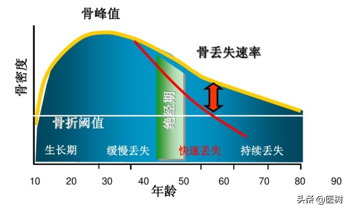 医学科普：人的骨骼是活的吗？谈骨的代谢和健康