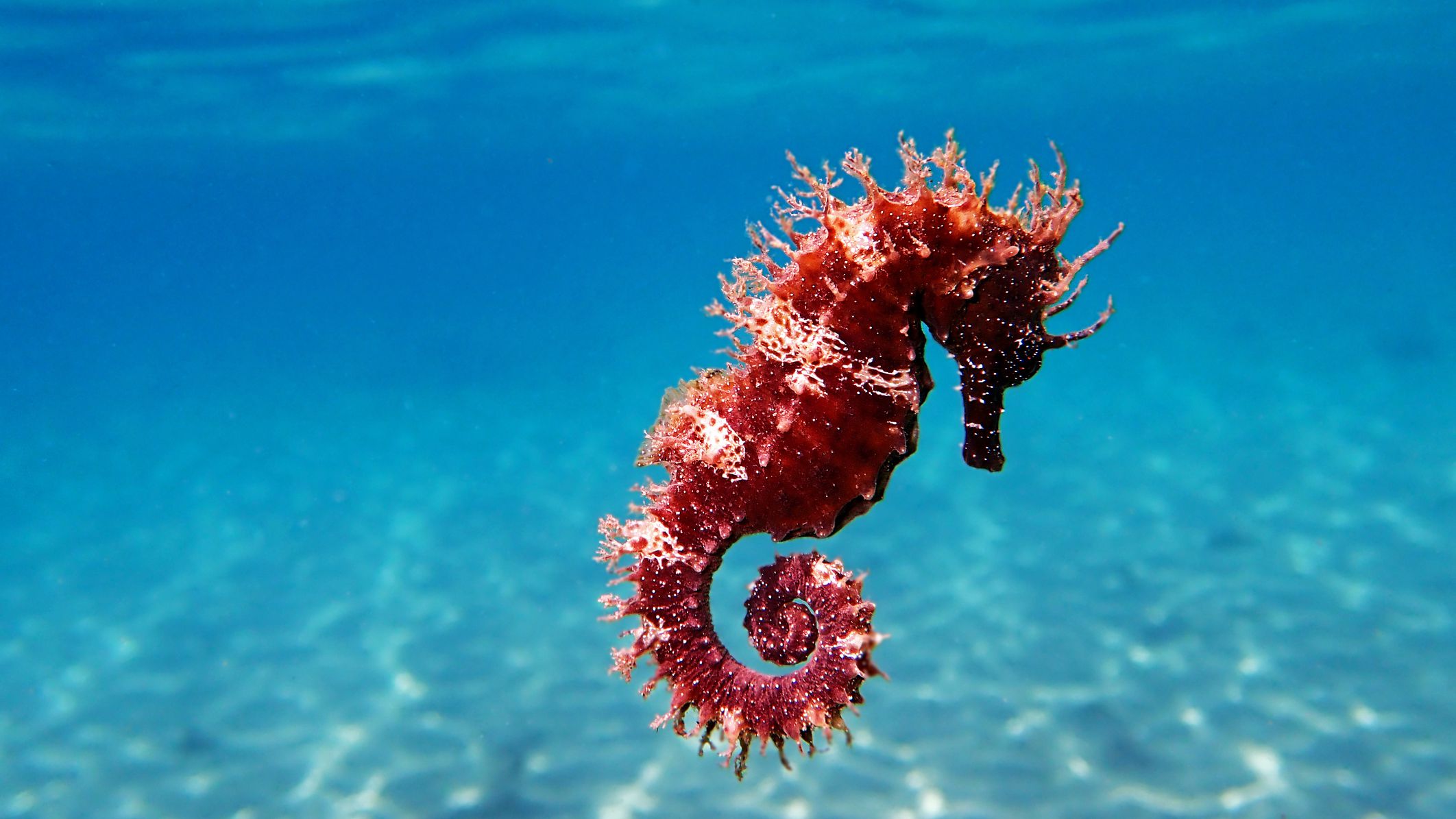 唯一雄性怀孕生崽的物种刚生完又得怀雄海马太难了