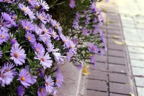 一路走来太多感慨说说 回头看看自己走过的路的句子图片
