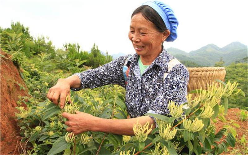 2021年在农村，将有哪些比较火的特色种植项目？推荐一下