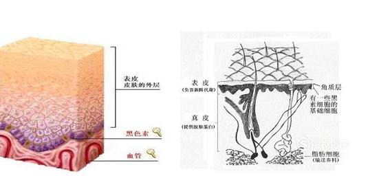 皮肤的基本结构！-第5张图片-农百科