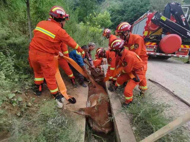 甘肃灵台一黄牛掉进路边沟渠被卡
