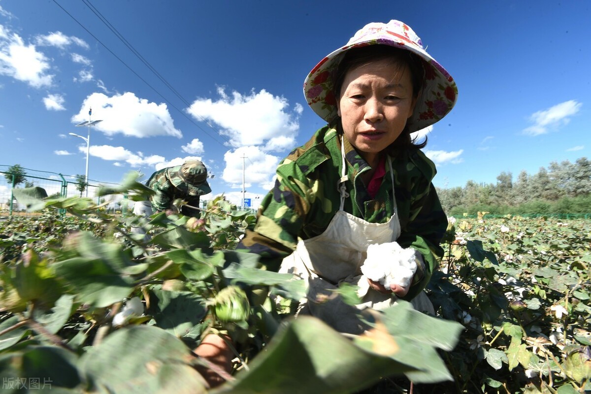 Close, xinjiang cotton (about Xinjiang cotton, you need to know)