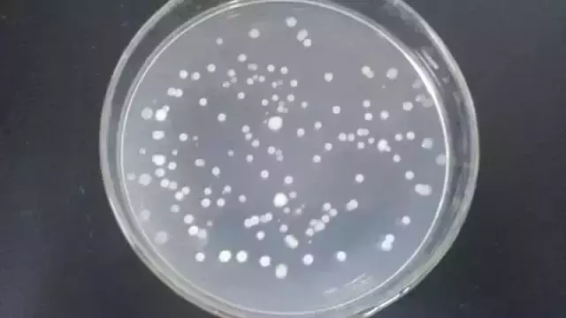 枯草芽孢杆菌菌落图片来源:小木虫