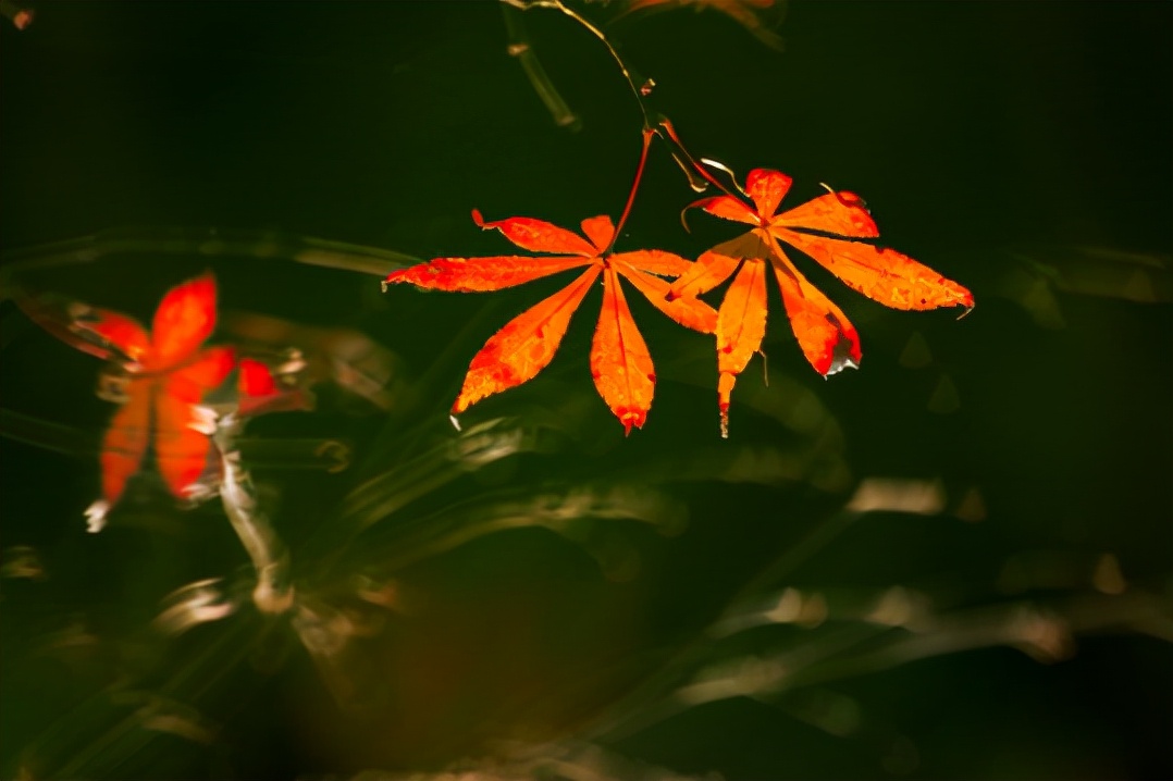 年年最爱秋光好，在诗词中感受不一样的秋日风情-第4张图片-诗句网