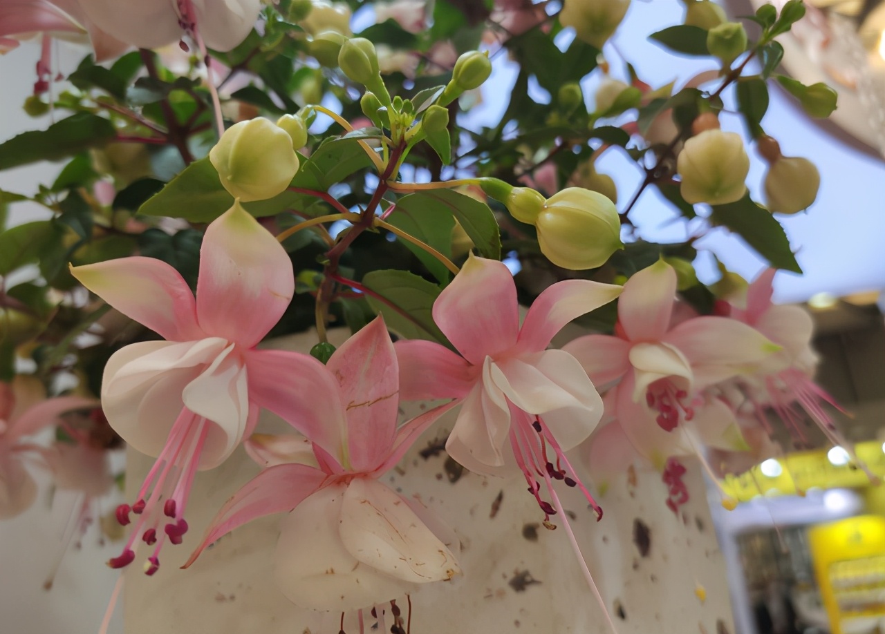 被名字耽誤的 三種花 名字雖土顏值高 關鍵是高溫夏季也勤花 洞察力小八 Mdeditor