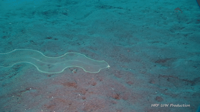 透過皮膚一眼就能看到內髒，這6種透明生物毫無隱私可言