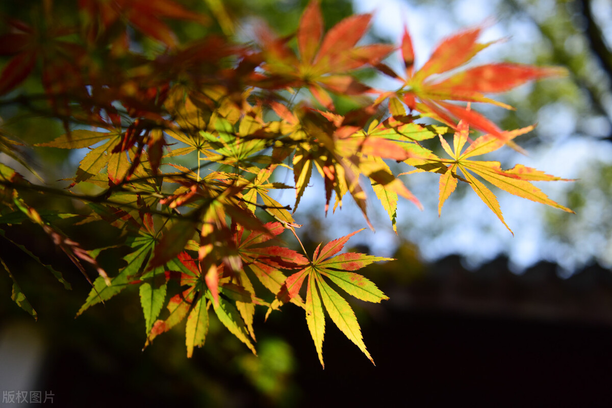 9月不可错过的这15处初秋美景，领略中国最美的秋色，美得不像话插图56