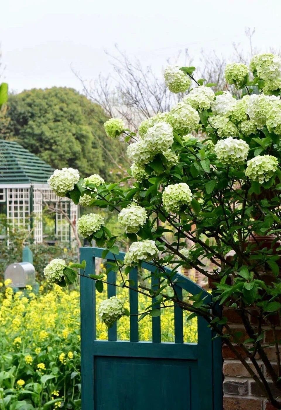 庭院裡養 四種花 漂亮大氣又好養 三季有花四季有景 小雅在陽臺 Mdeditor