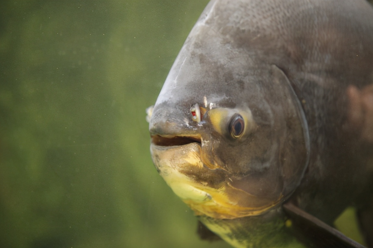 世界上最兇惡的魚 食人魚 可怕的絞肉機 新疆駝峯 Mdeditor
