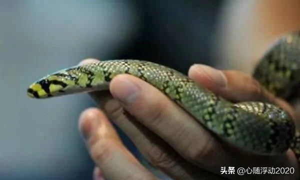 这是世界上最美的一种蛇，数量极其稀少，就连照片都非常珍贵