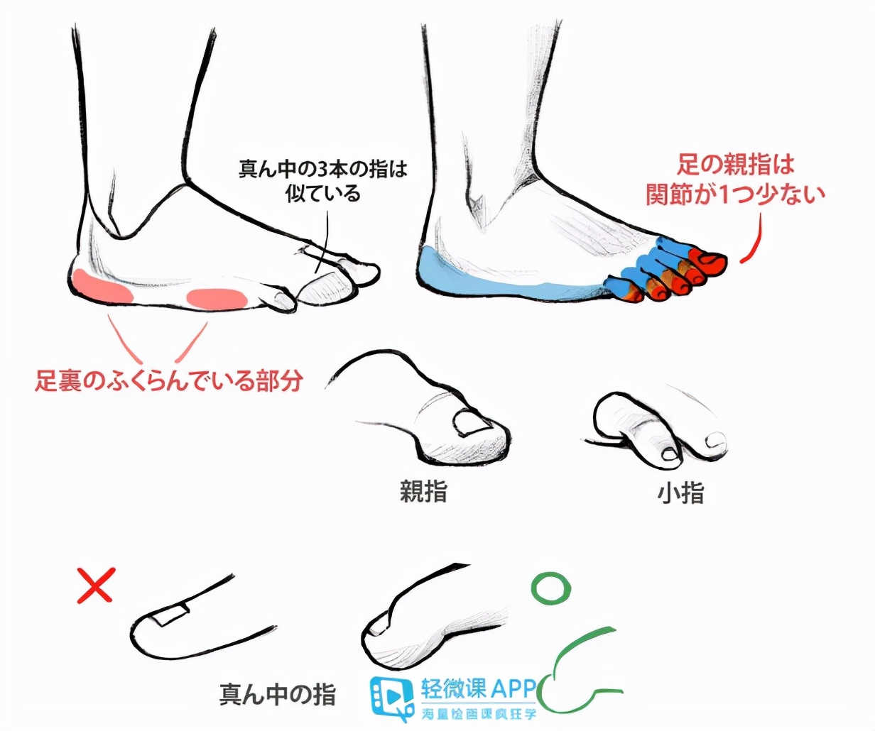 如何绘制动漫脚部动漫人物脚部正面画法