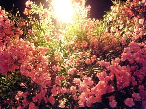 简单生活心态的短句，句句都是心灵鸡汤！