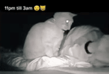 女孩睡著後被貓打了4個小時，但小貓咪可能沒什麽壞心思