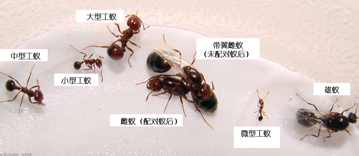 村民被红火蚁咬后休克红火蚁已入侵12省份最严重在哪被蚂蚁咬了怎么办