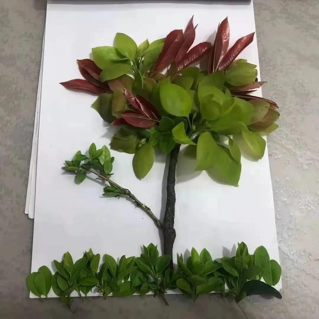 ��֮��.ֲ�̻���--�����еھ�Сѧֲ���ڻ��Ӱ