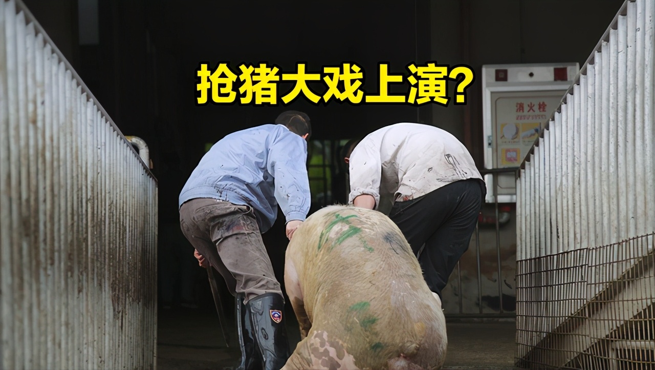 猪价、粮价预警：4月20日，猪价开涨、玉米横盘，涨价潮来袭？