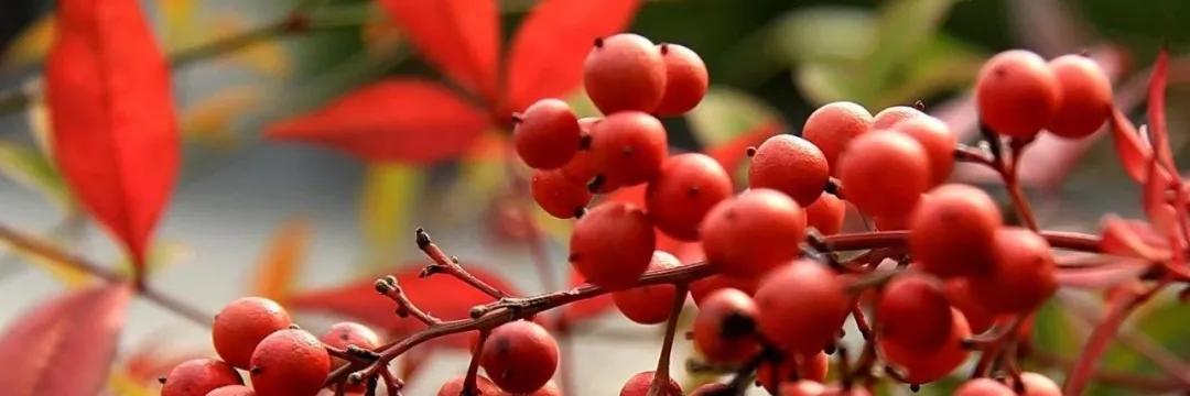 武汉这个漫长的秋天，是大自然馈赠的礼物啊