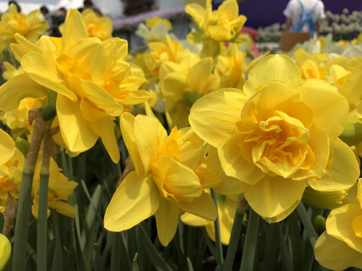 The most popular " year night is spent " , the Spring Festival raises casually, lively festival