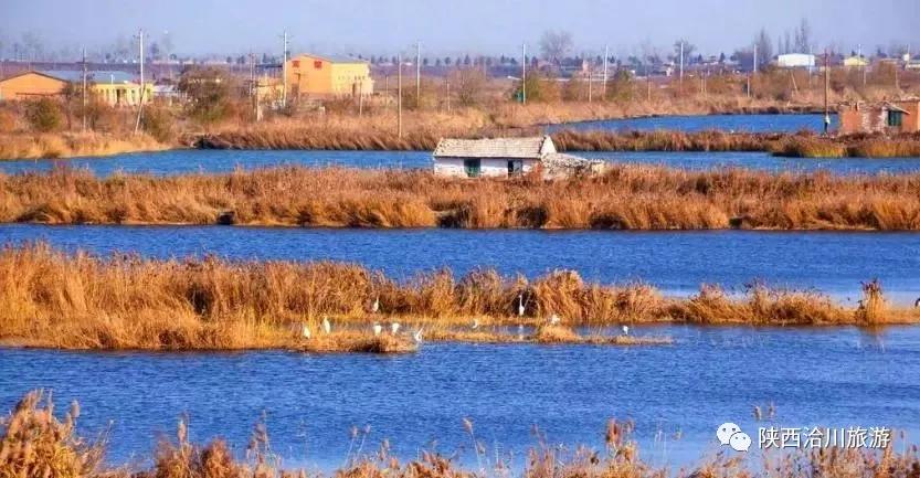 洽川湿地芦花飞舞，沉醉了时光，惊艳了你