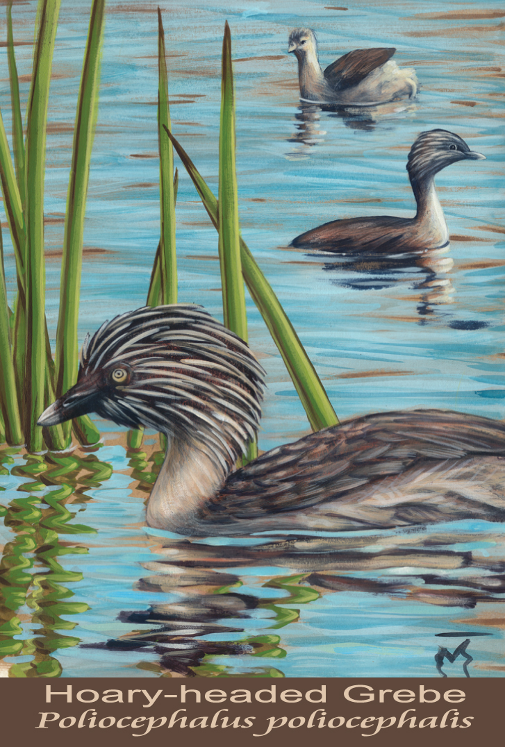 灰頭䴙䴘發如雪，繁華如三千東流水