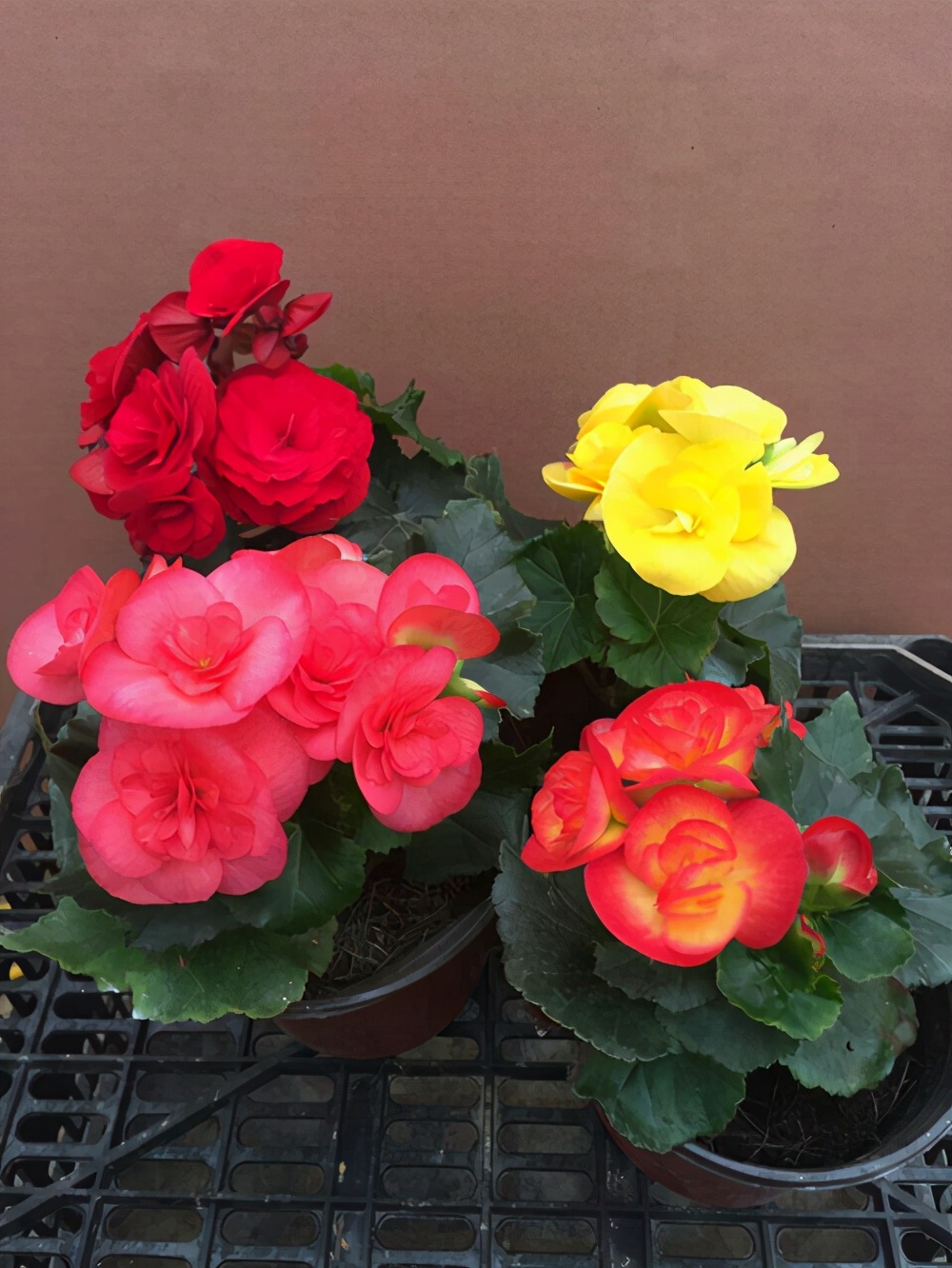 開(kāi)花的植物很美，長(zhǎng)期開(kāi)花就好了！這幾種花期都長(zhǎng)，你家養(yǎng)過(guò)嗎？