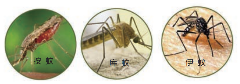 今年你被咬了吗？知己知彼，夏日战蚊必读