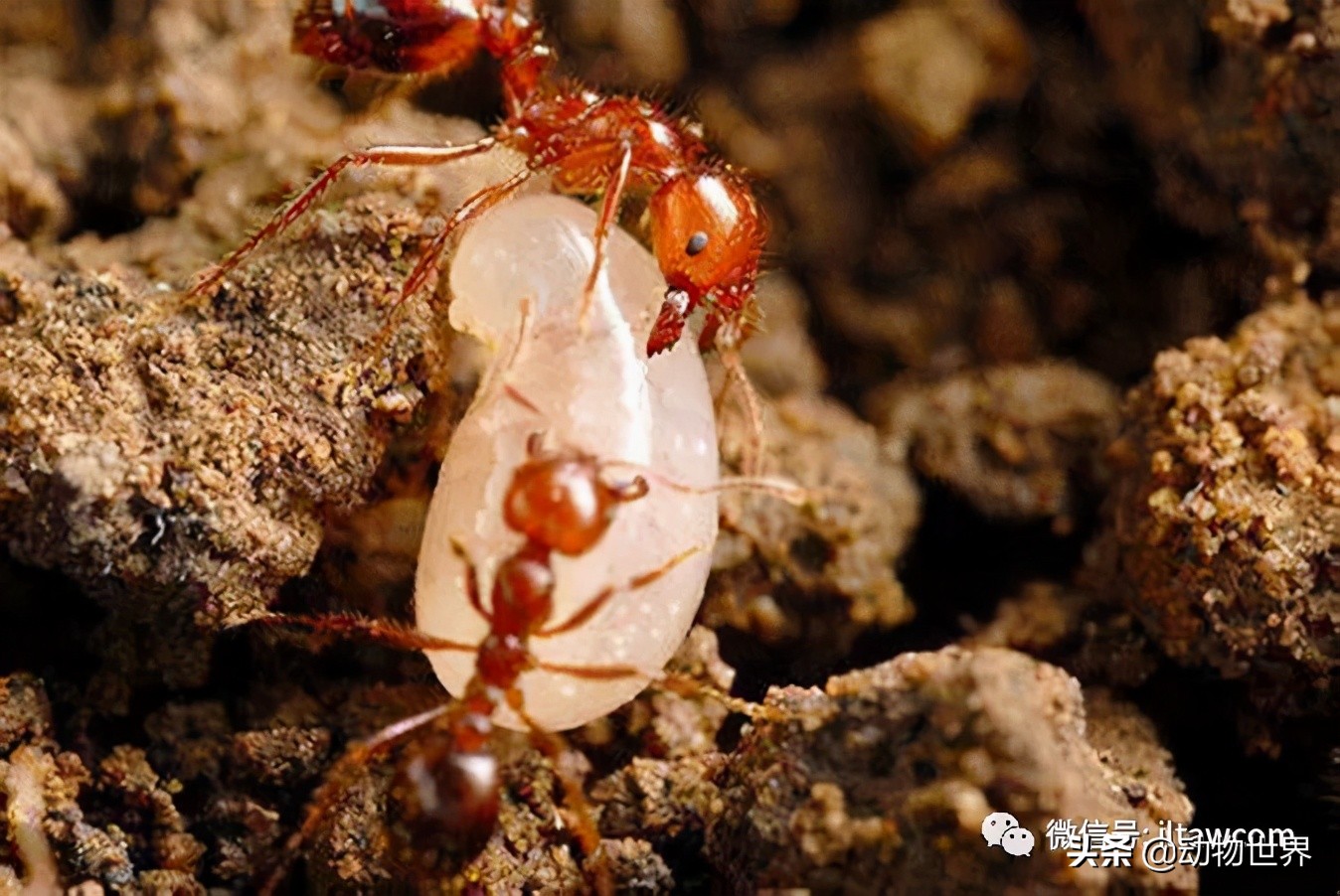 “無敵的”入侵紅火蟻