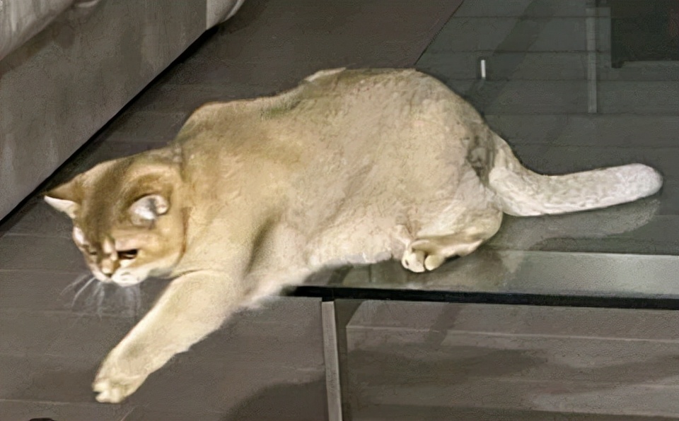 因為金希澈不推薦領養遺棄犬發言，LISA花錢買的動物也成熱議對象