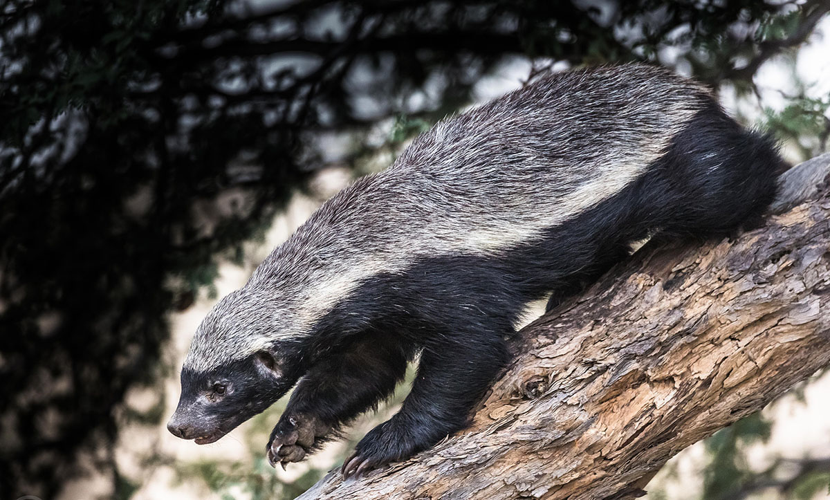 如果把兩隻蜜獾，放到大連蛇島上，多久能把島上2萬多條蛇吃完？