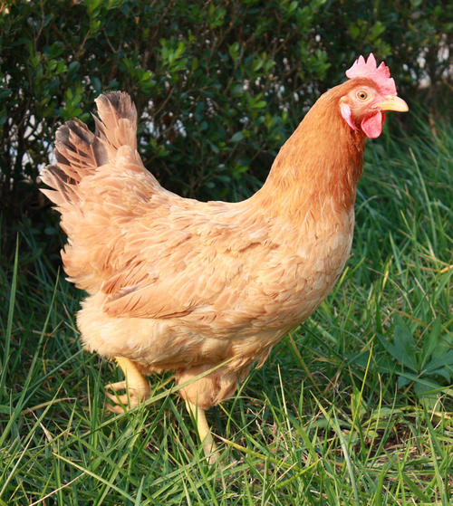 专家揭秘：什么是真正的土鸡蛋？