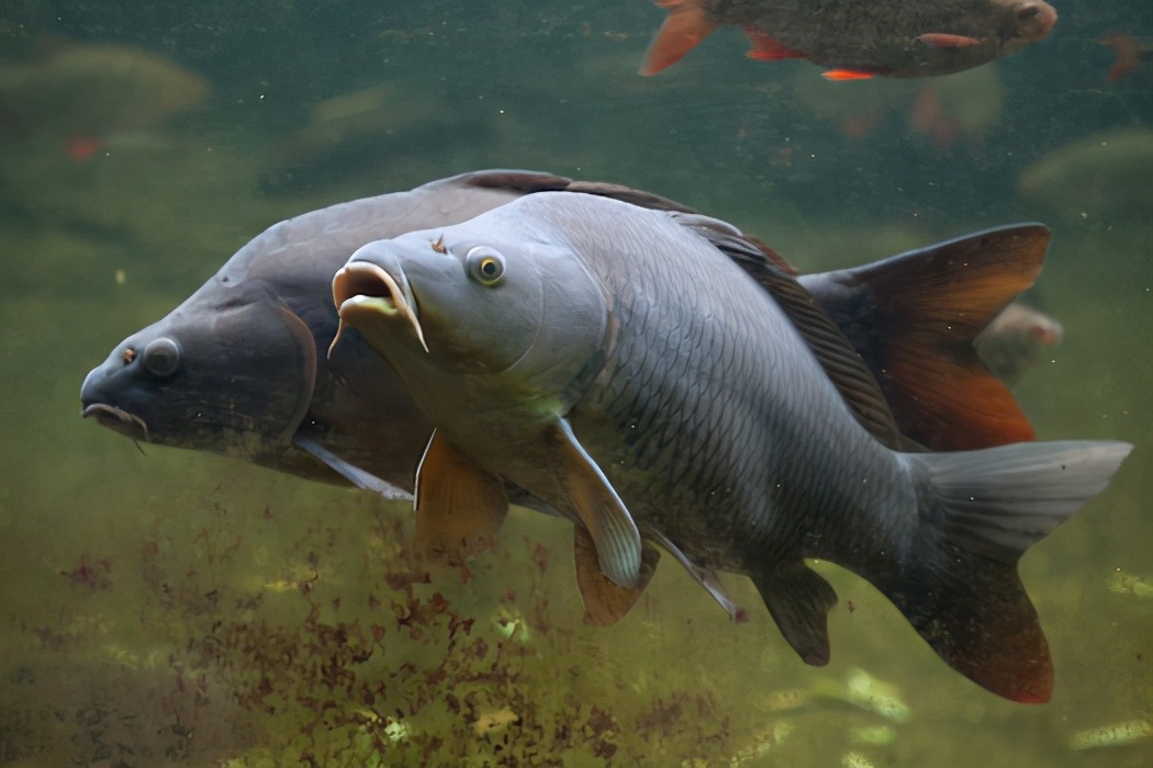 亚洲鲤鱼在美国泛滥成灾，个个胖得像猪，连电击都杀不死