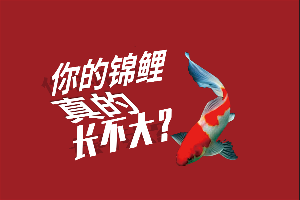 养鲤社会正能量：锦鲤鱼十几年都未长大了该怎么办？破译锦鲤鱼迅速发展的技巧