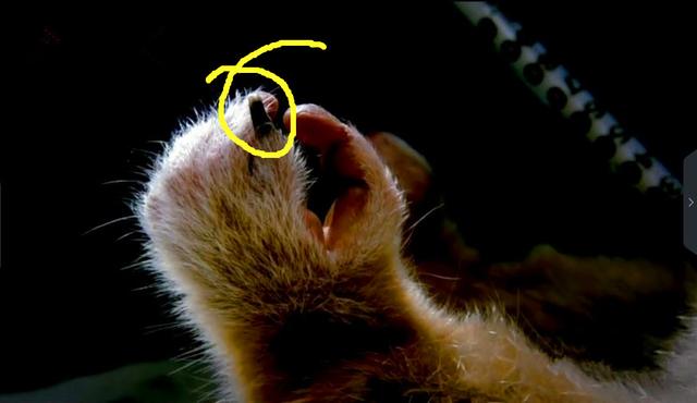 人类进化链上缺失的“过渡化石”被找到，印证