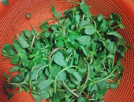 图片[2]-8月底我一买就是10斤的野菜晒干了储存冬天烙馅饼吃最香-起舞食谱网