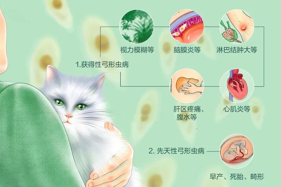 “弓形虫”不是洪水猛兽！无需恐慌，但不能大意