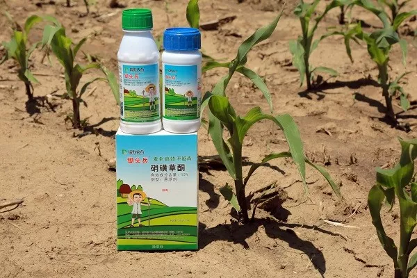玉米除草剂什么时间打效果最好？