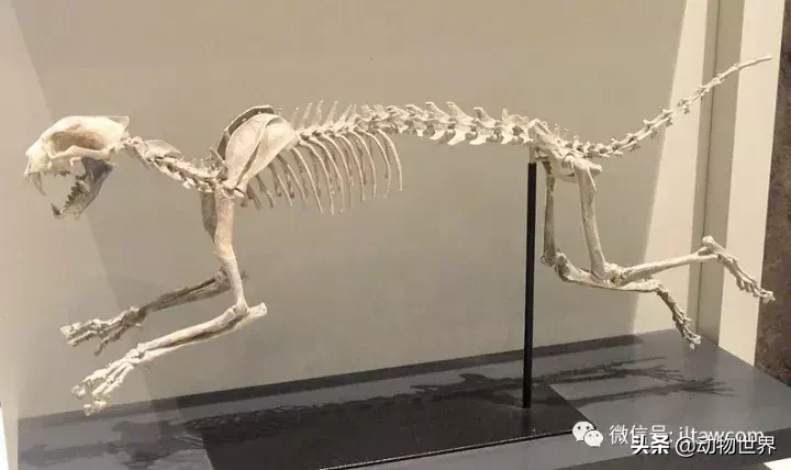 剑齿虎可不是单一的物种,它们是大家族
