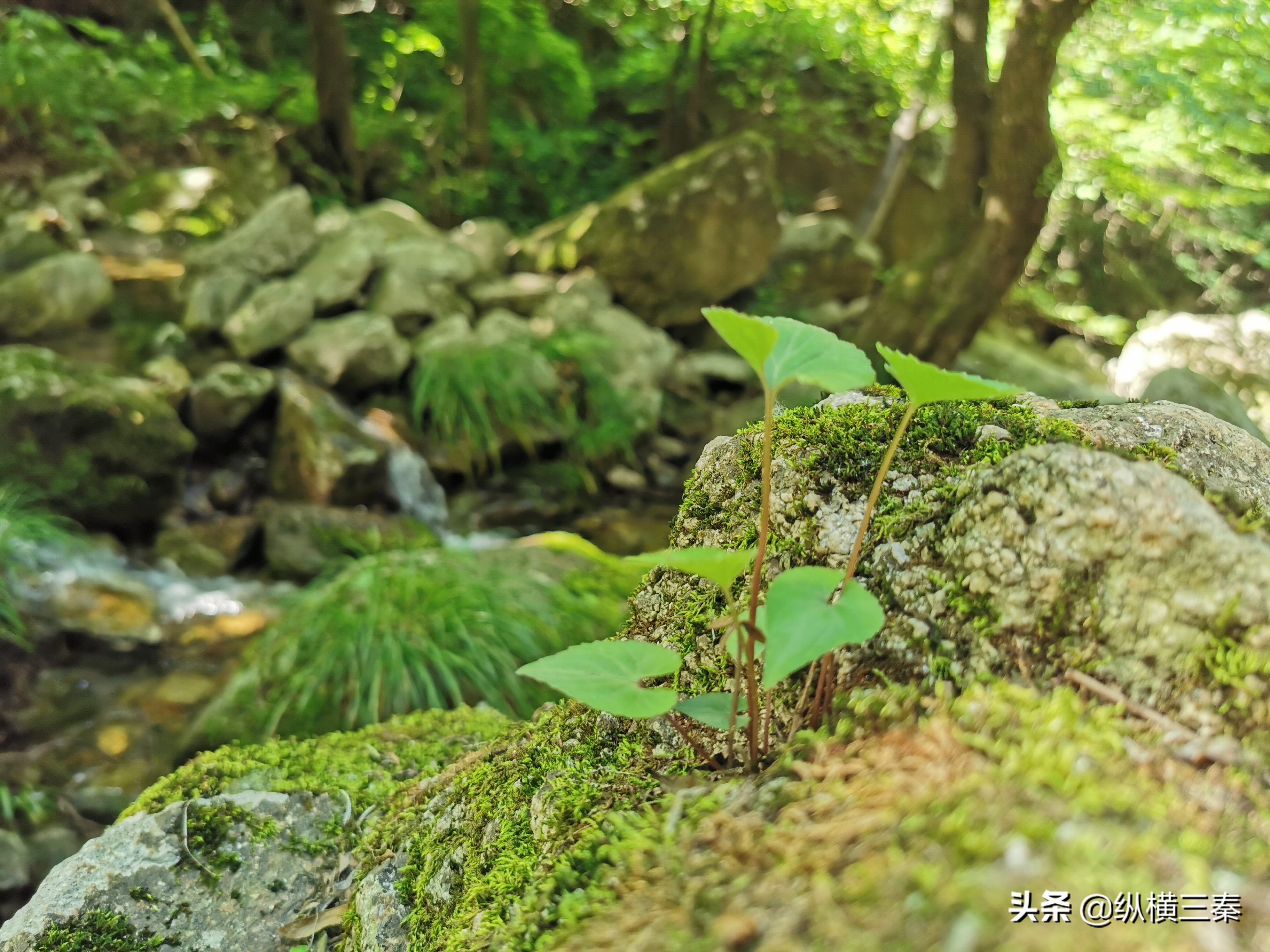 秦岭以一己之力，挡住沙尘暴南下