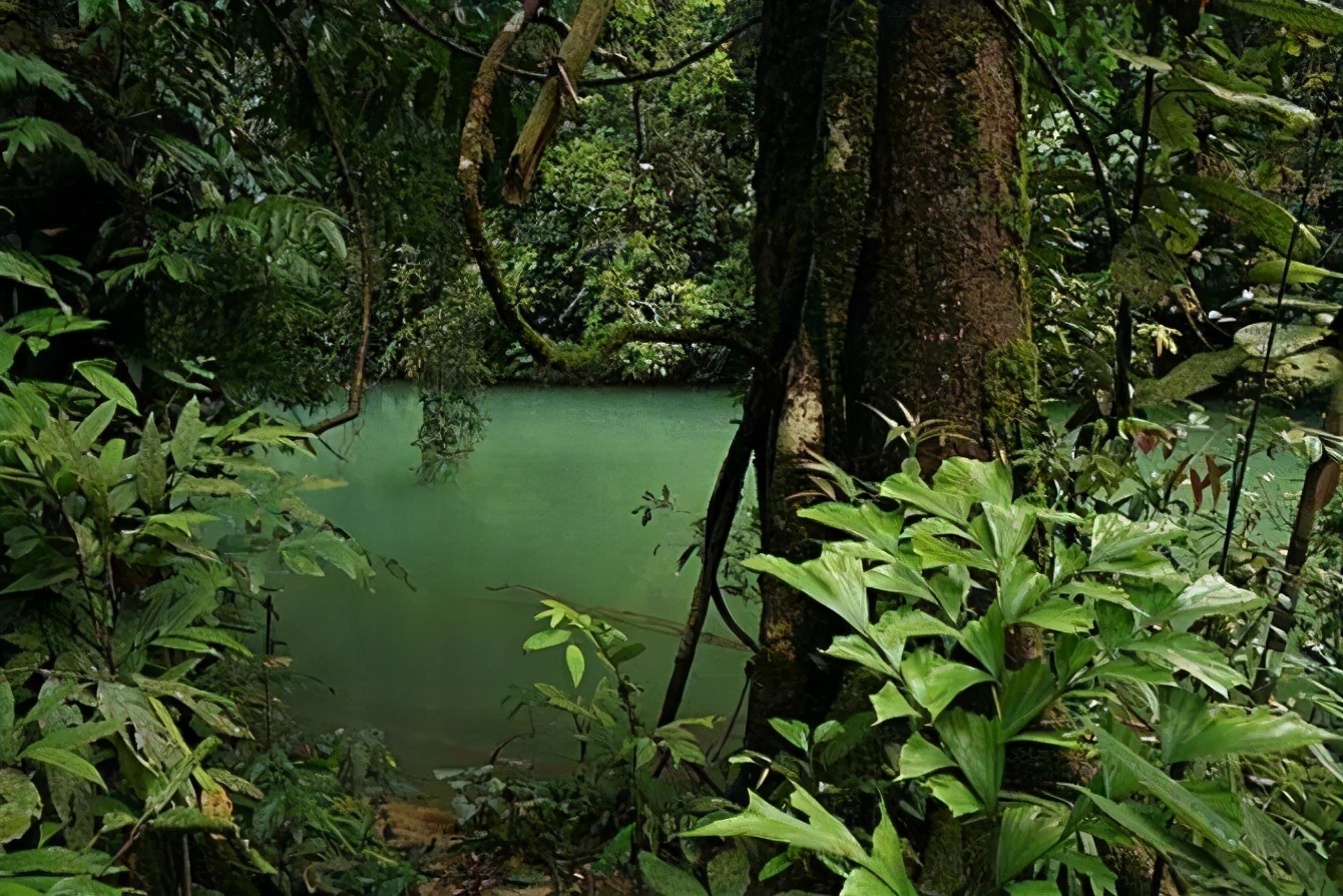 雲南西雙版納江河裏的神秘生物“吸血毯”