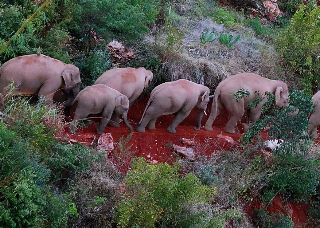 因为麻醉可能会促使象群其它成员受惊,进而产生一些不可控的情况发生