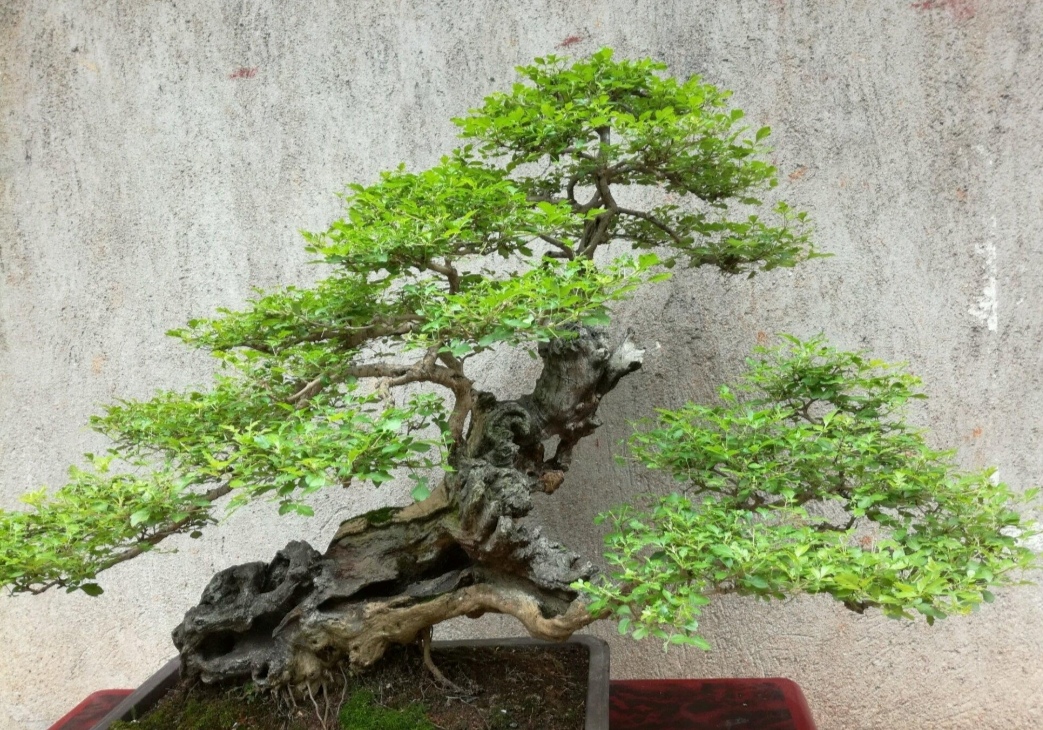 山上的 黃荊疙瘩 做成盆景 古樸蒼勁枝葉扶疏 觀賞性強 養花小院 Mdeditor