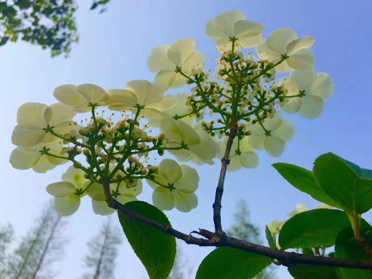 瓊花逸事 現在的 瓊花 不是真品的瓊花 而是聚八仙 彥語清風 Mdeditor