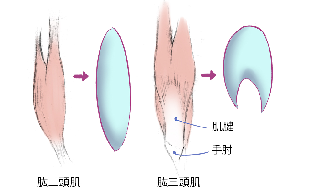 绘画新手如何快速画出人体肌肉？人体肌肉绘画指南