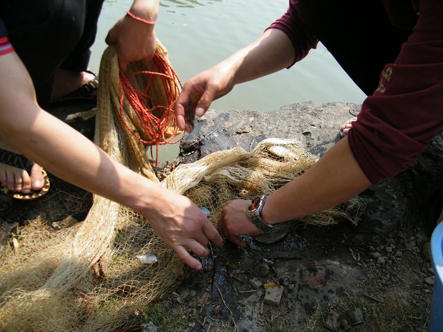 农村有一种很苦的鱼，靠河蚌才能繁殖，过去没人要，现在备受青睐