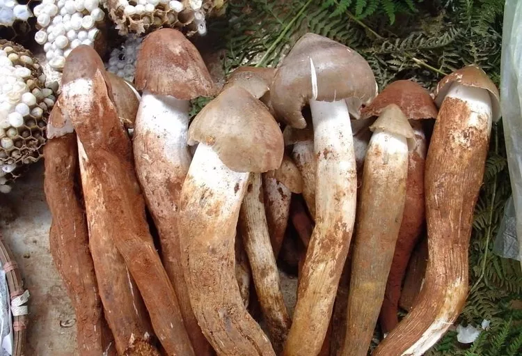 命名为"鸡枞"它的肉肥硕壮实,鲜甜脆嫩鸡枞菌是一种美味山珍广东独有