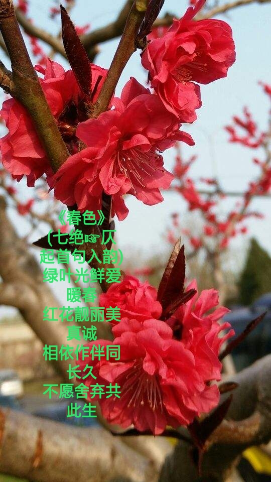 写给春天的情诗！-第2张图片-非凡网